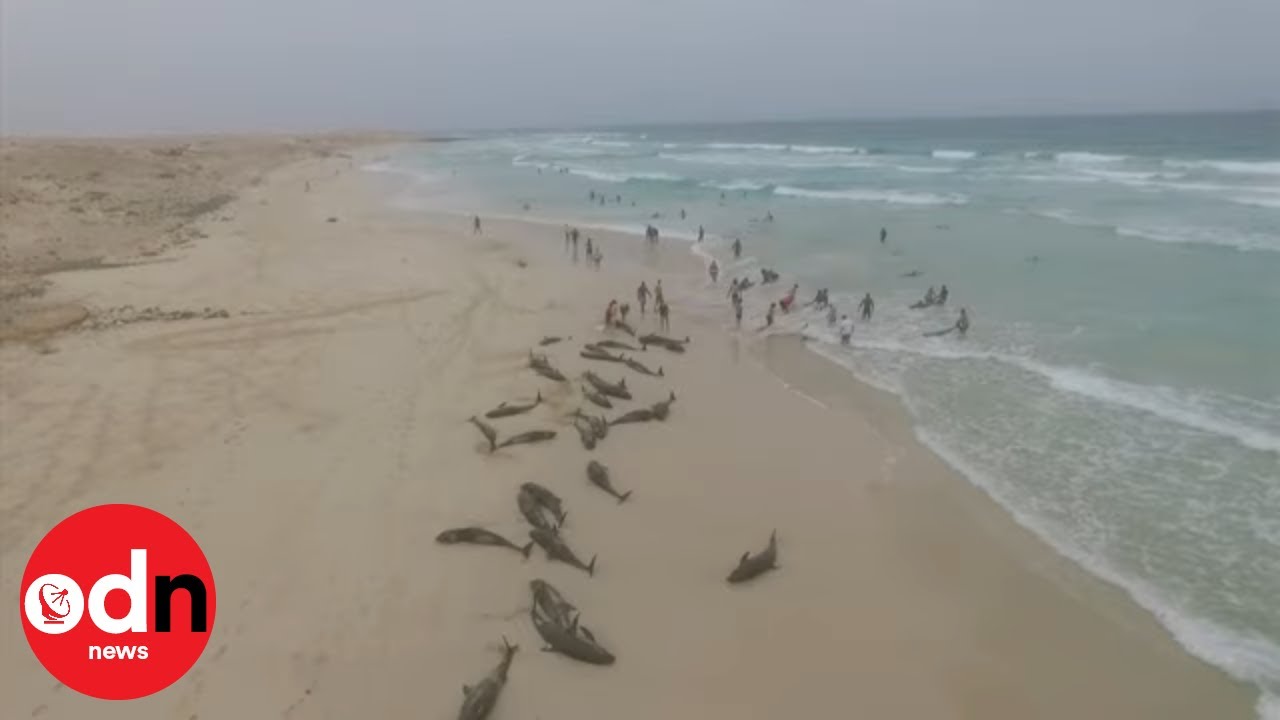 Honderden dolfijnen stranden op Kaapverdië