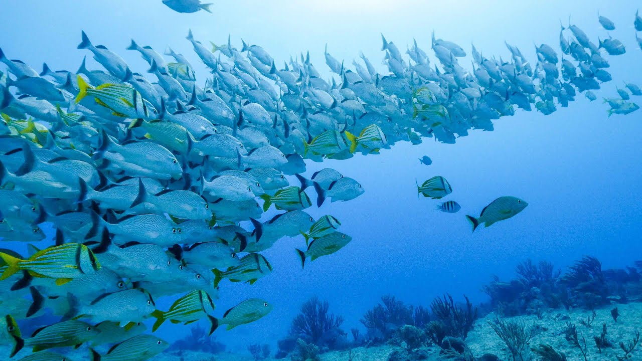 Nederlander maakt film over oceaanproblematiek