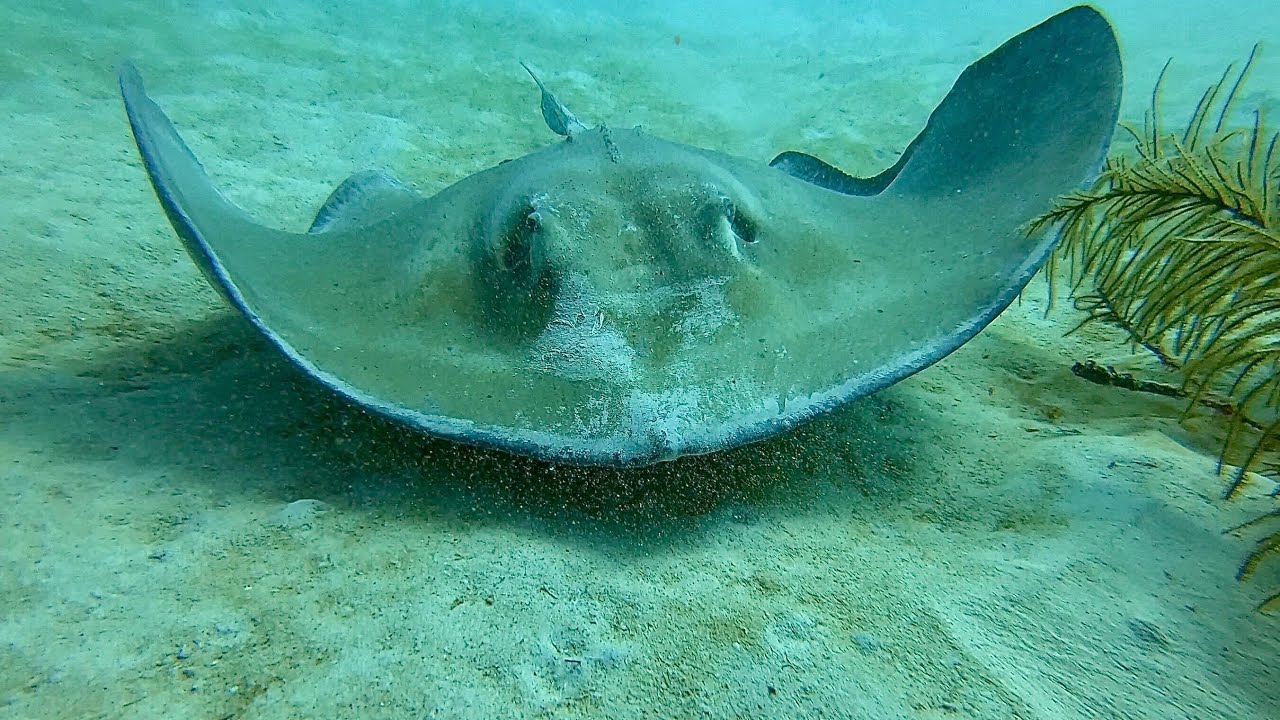 Duik in Barbados