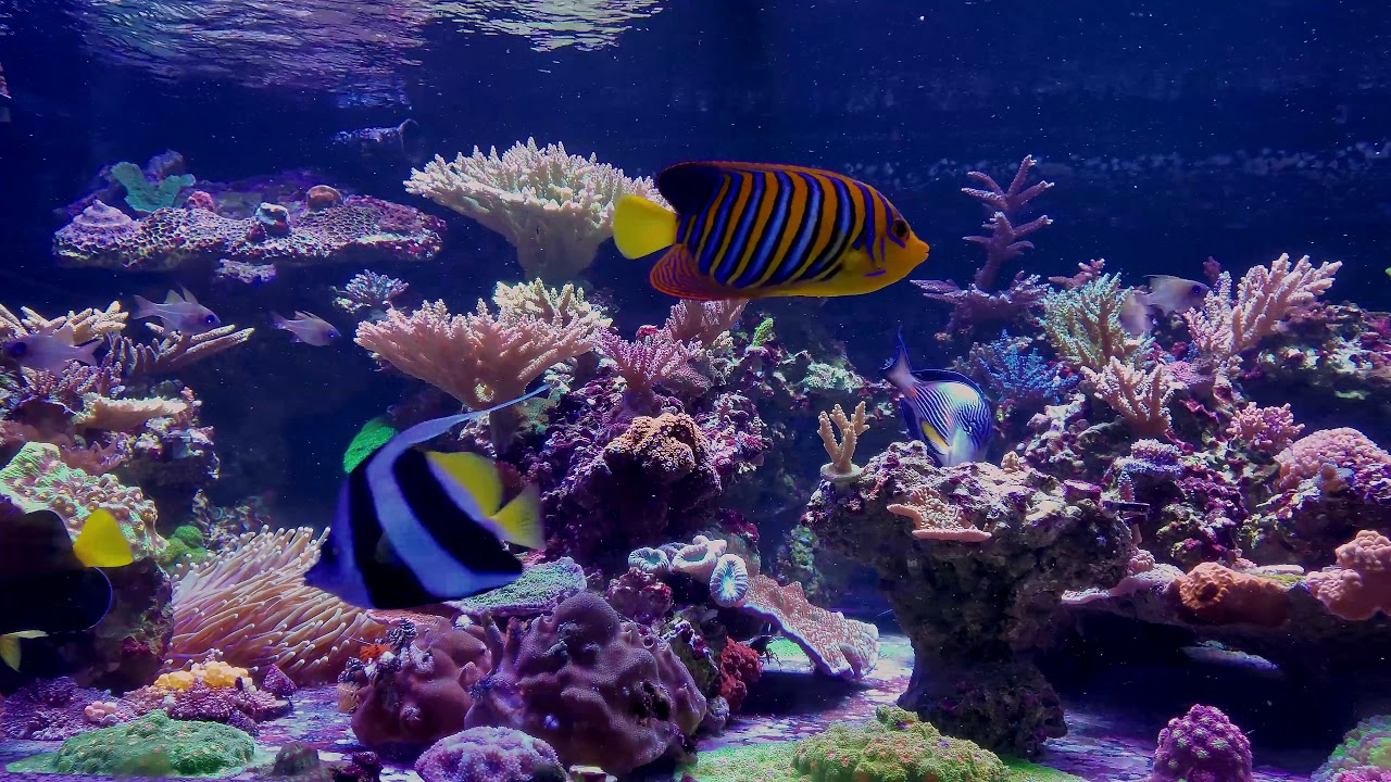 Rob geeft overzicht van massief aquarium