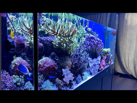 800 liter bak met massieve Acropora