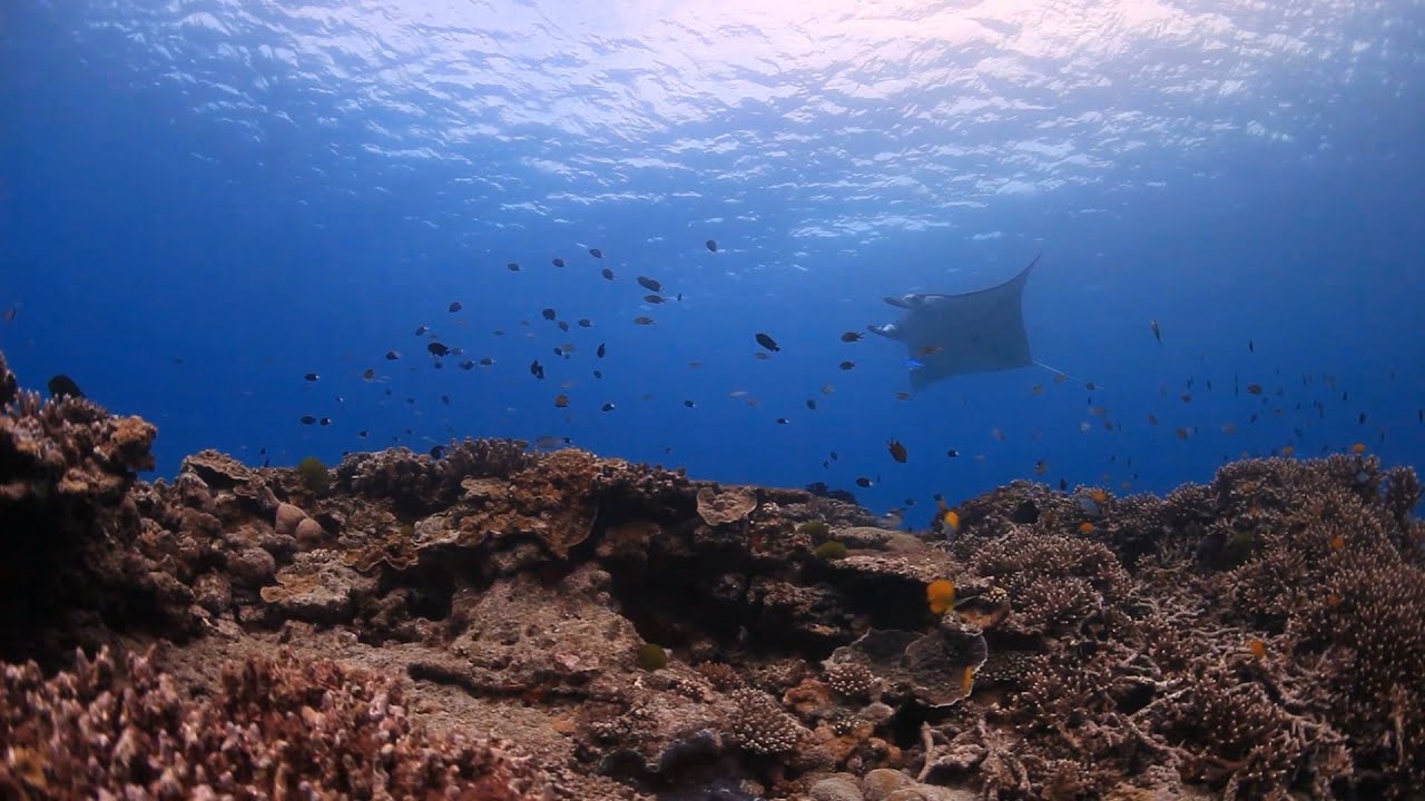 Hoe het Groot Barrièrerif beschermd wordt