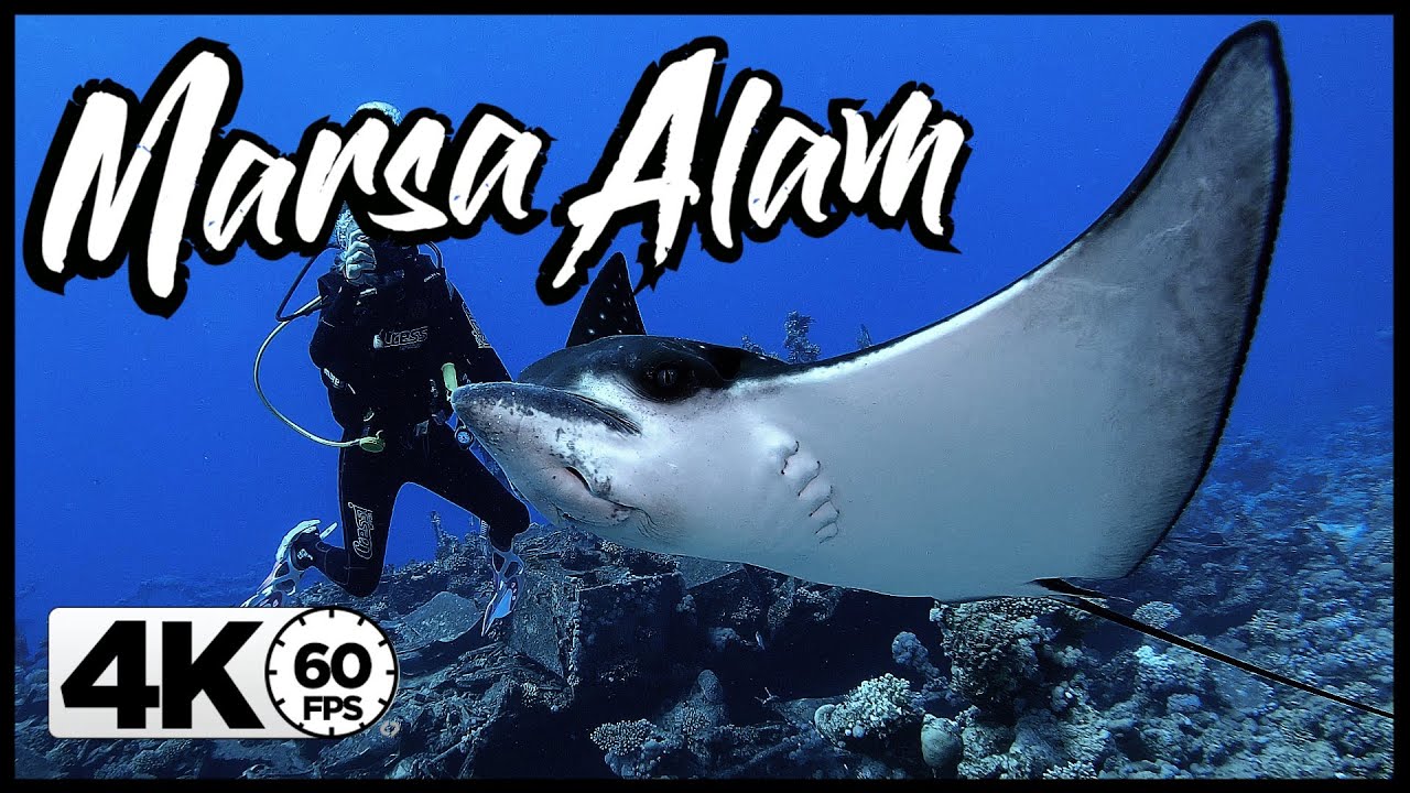 Duik mee in Marsa Alam