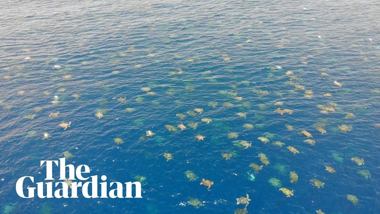 Prachtige beelden: drone legt massamigratie van zeeschildpadden vast