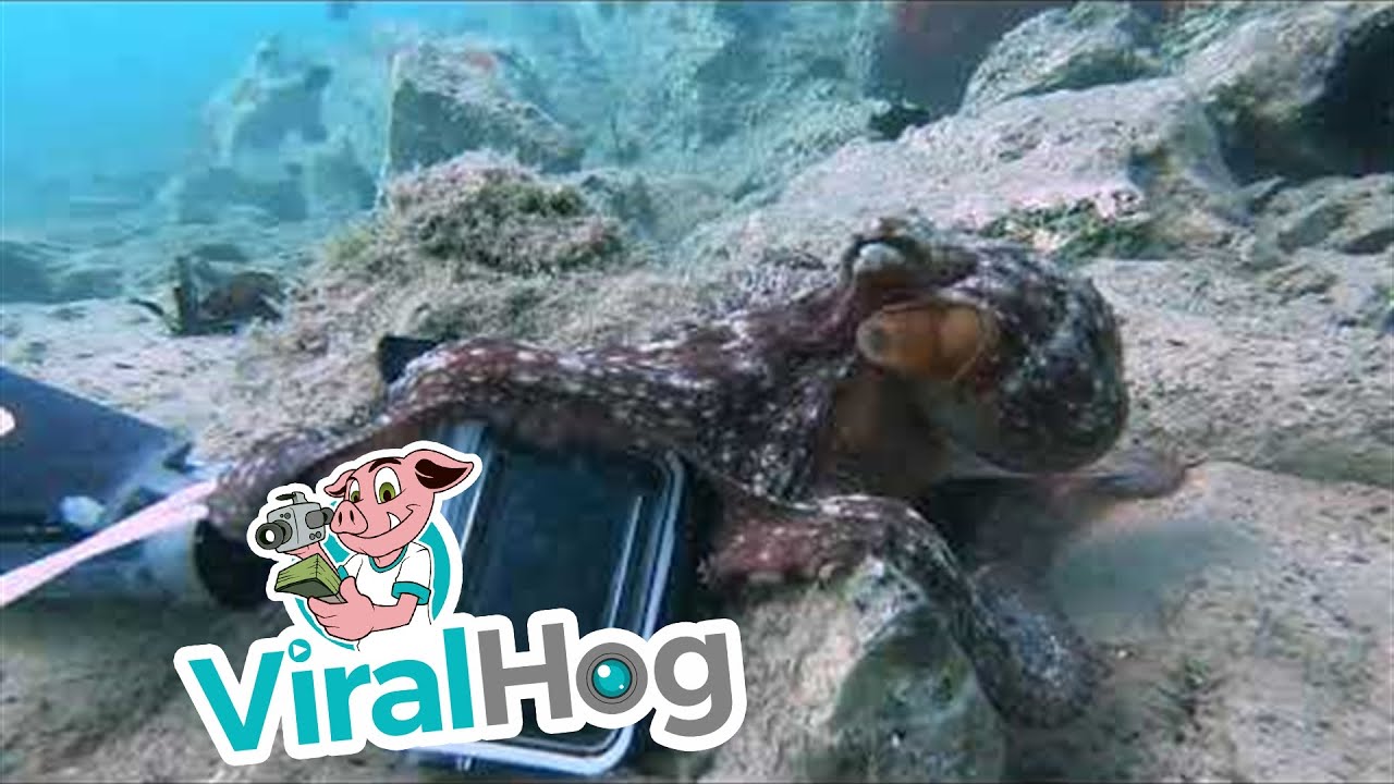 Octopus steelt GoPro van duiker