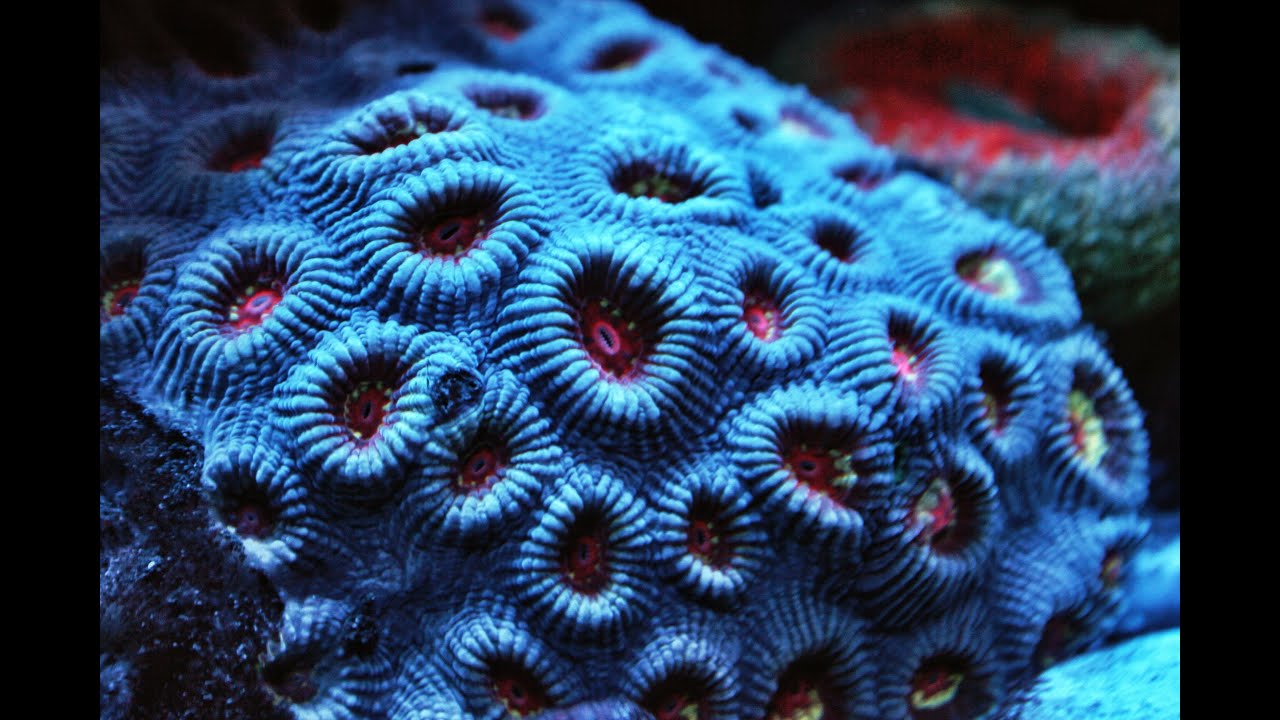 Dit is wat de Coronacrisis doet met de hobbybedrijven