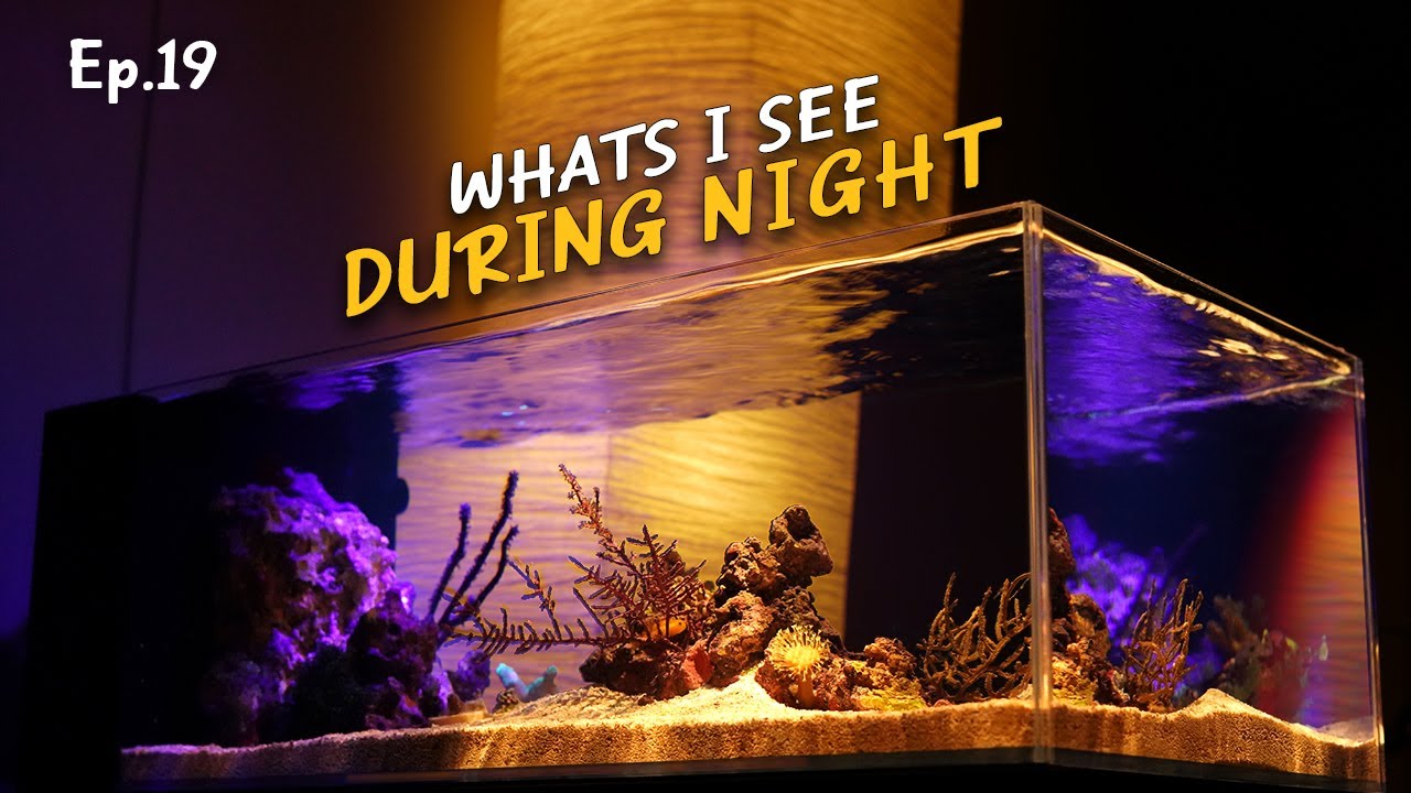 Aquarium bij nacht