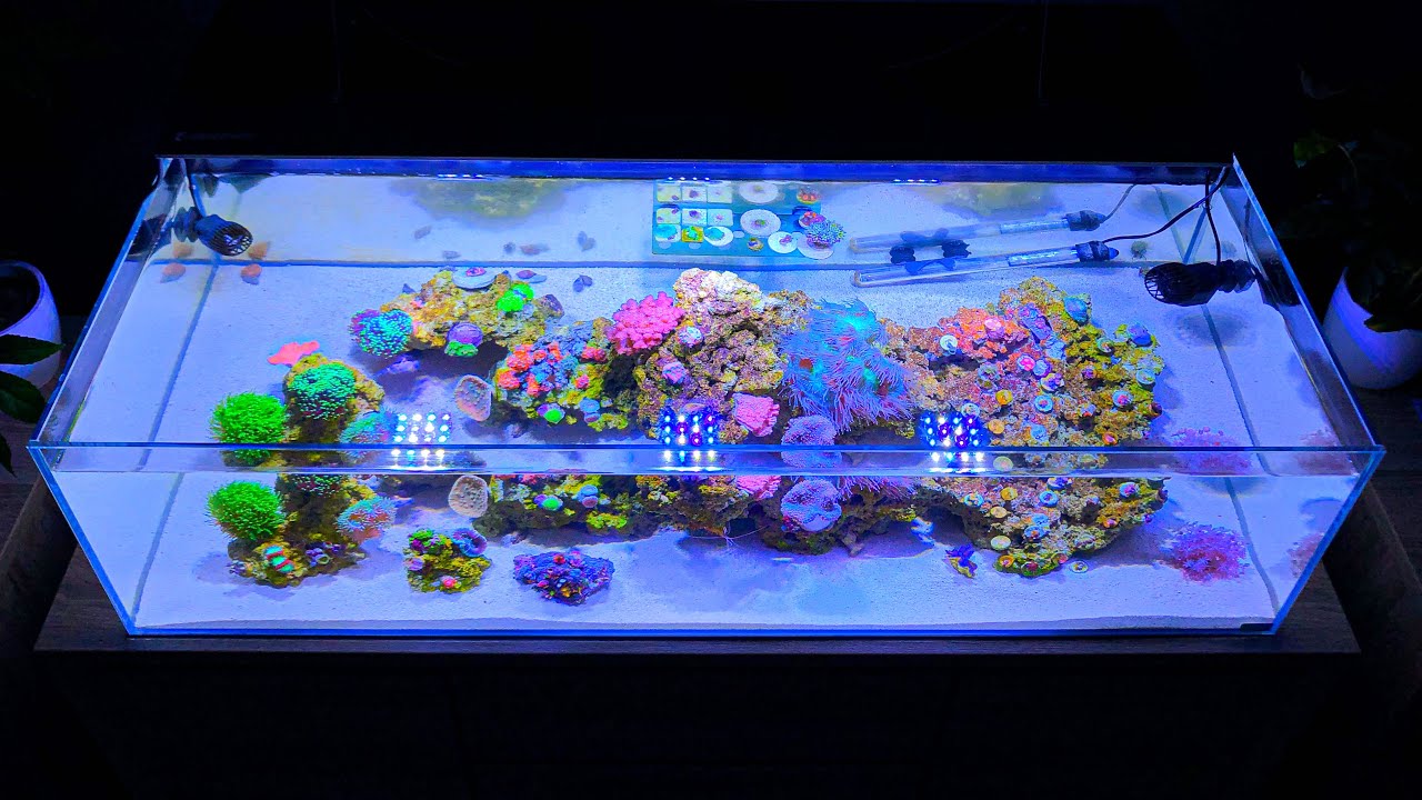 Rustgevend shallow reef