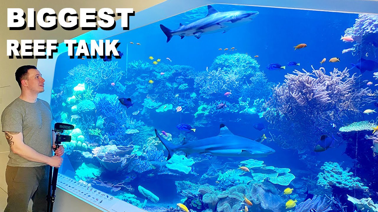 Een blik achter de schermen in een museumaquarium