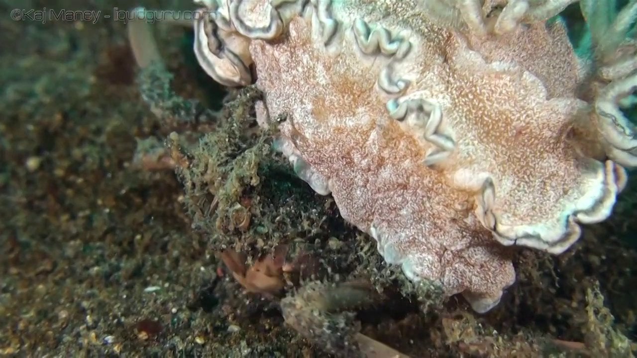 Krabben dragen… Nudibranchia?