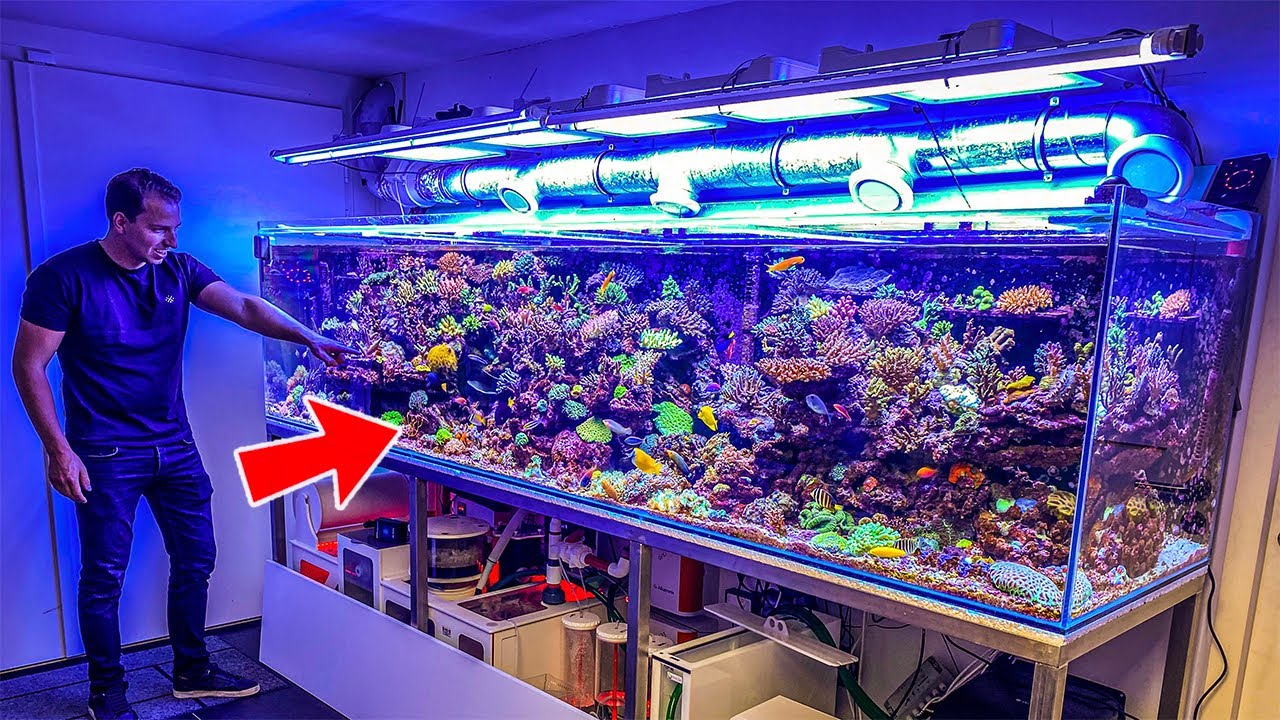 Nederlands 1800 liter aquarium is uit de hand gelopen quarantainebak