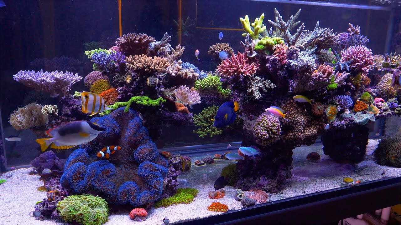 Binnenkijken bij Australische hobbyist