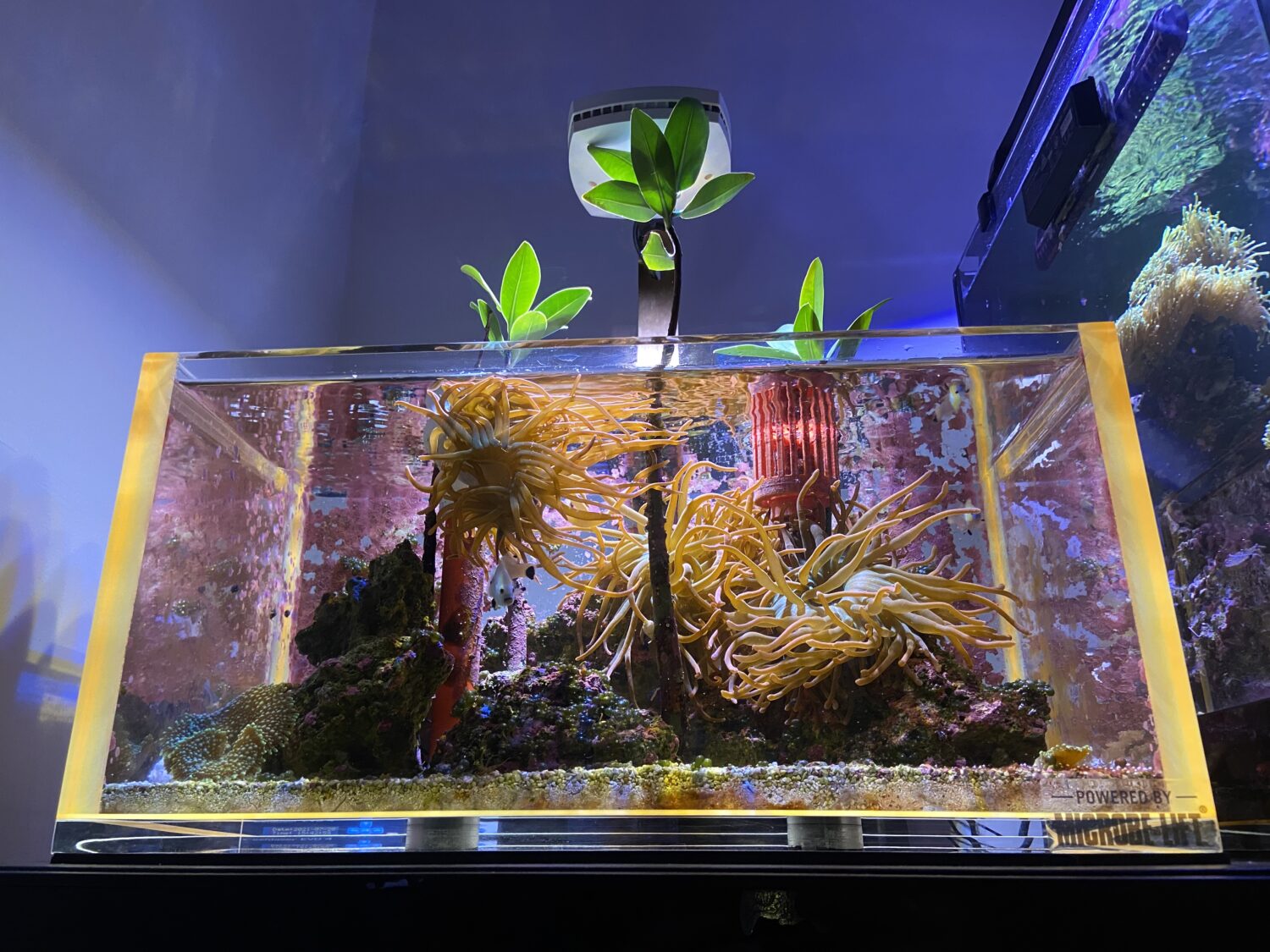 Review: New Wave Voodoo aquarium