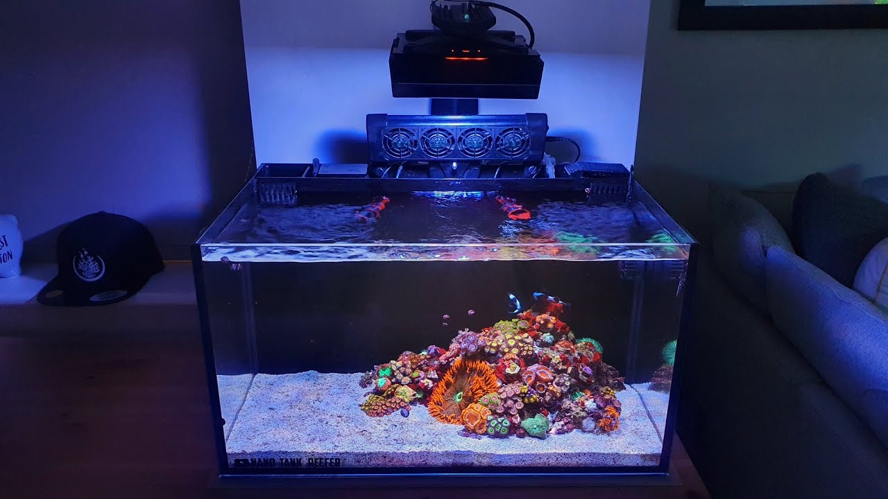 Revival van een nano aquarium