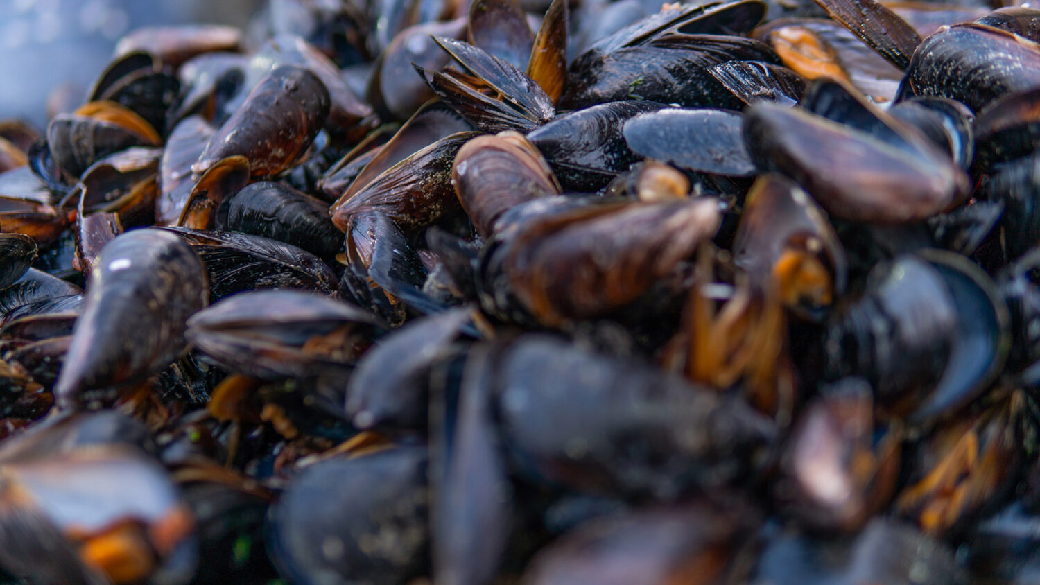 Rechter verwerpt klacht tegen zeeboerderij Colruyt