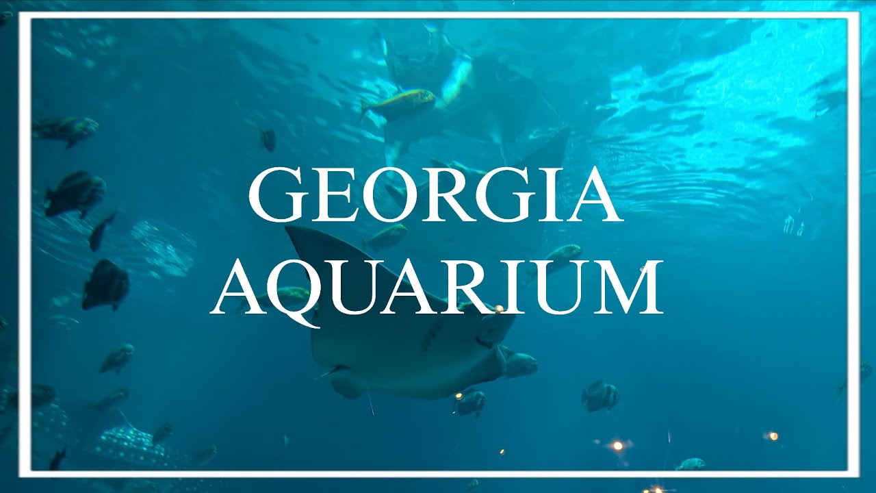 Emma Joe R toont het Georgia Aquarium