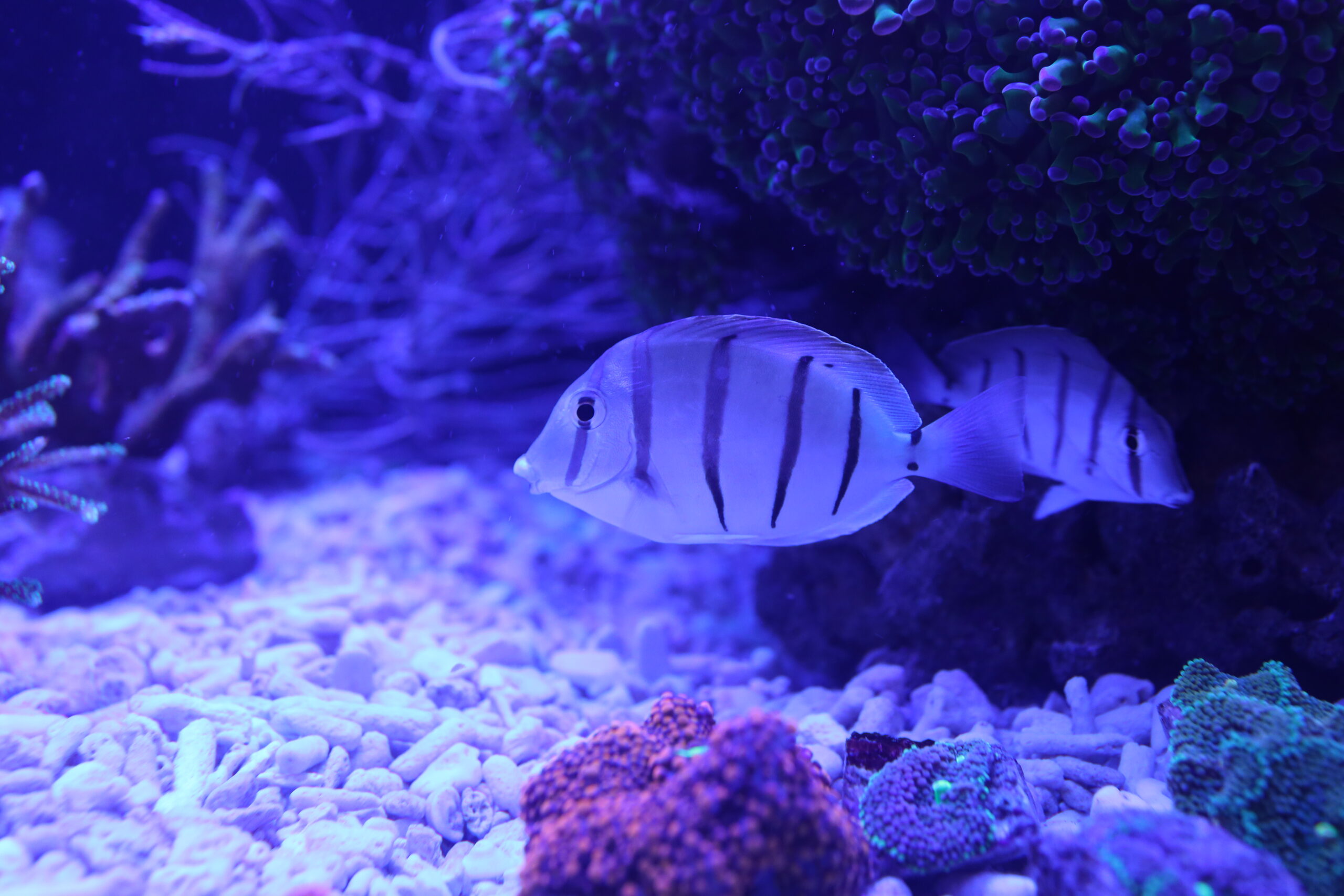 Acanthurus triostegus