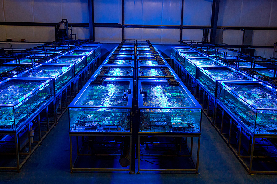 Eye Catching Coral verkoopt kwart miljoen aquacultuurkoralen