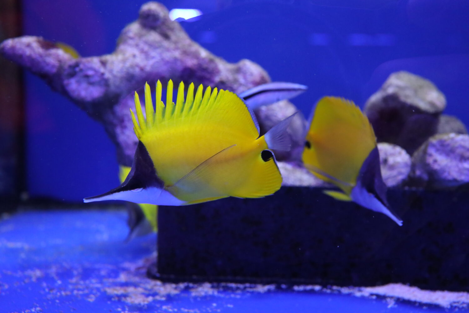 Forcipiger flavissimus © Zeewaternieuws