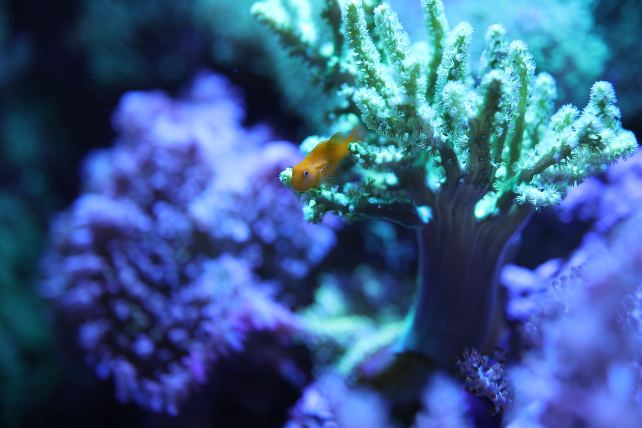 Hou uw aquarium koel met deze tips