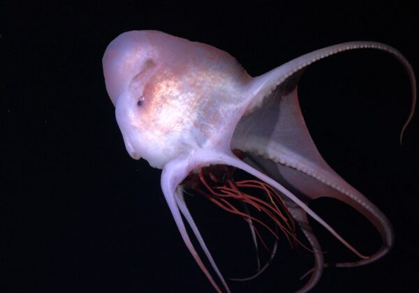 Foto van Haliphron atlanticus