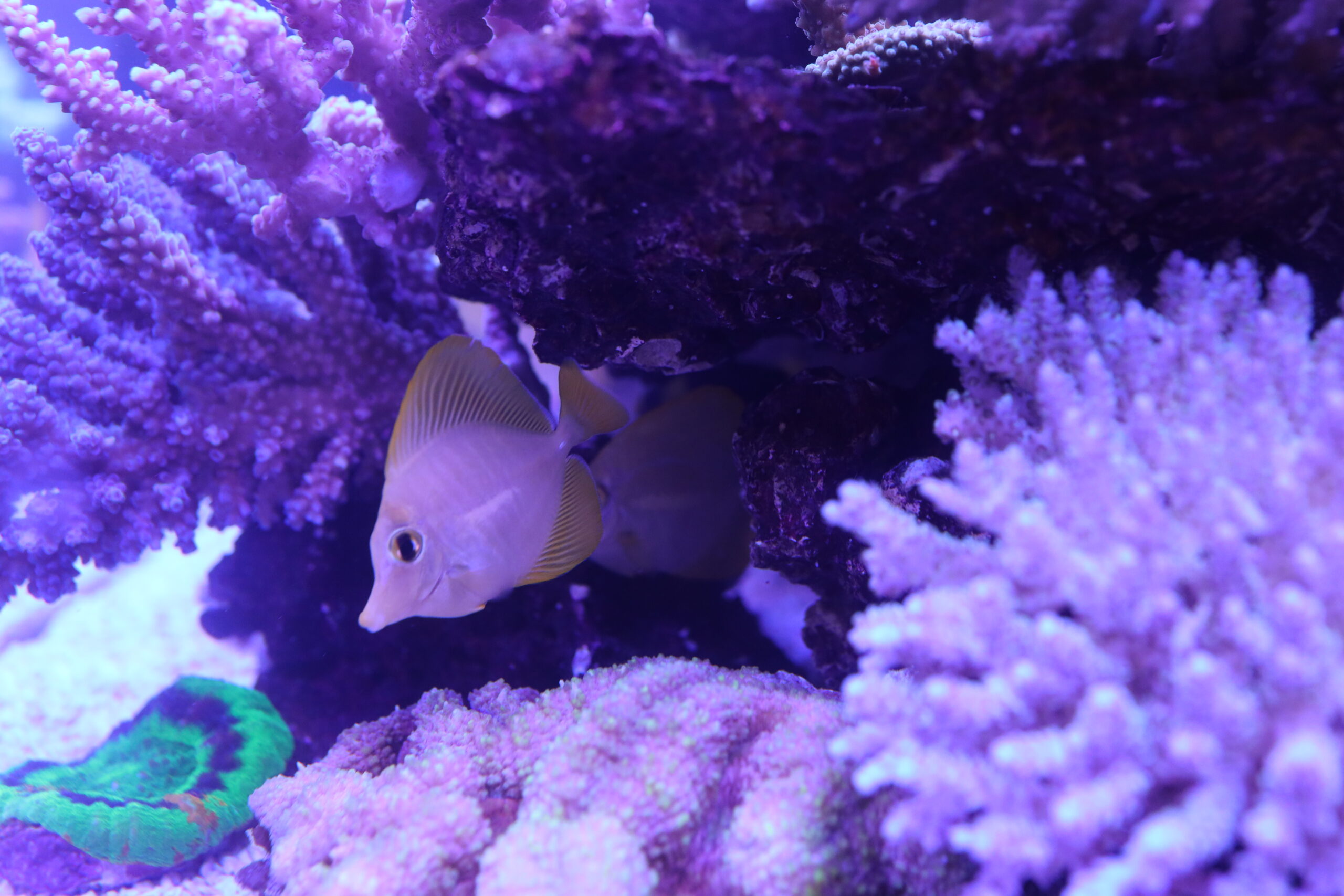 Zebrasoma flavescens