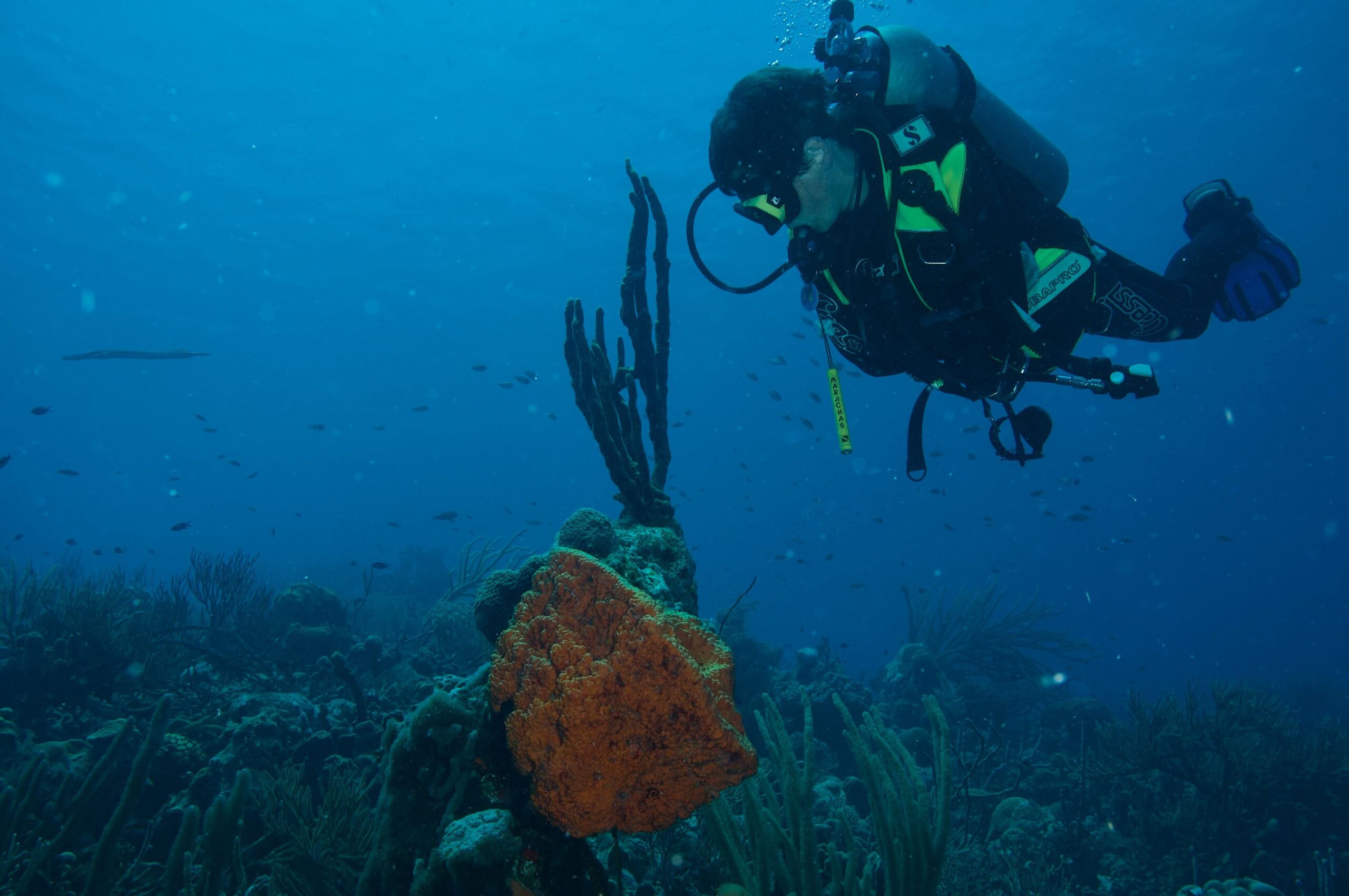 Koraalriffen van Bonaire bijna verdwenen