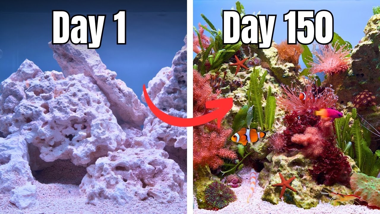 Dé methode voor een eenvoudig aquarium