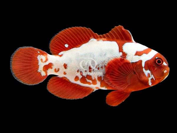 Quality Marine Peacekeeper Maroon Clownfish © Quality Marine